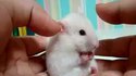 Hamster choqué