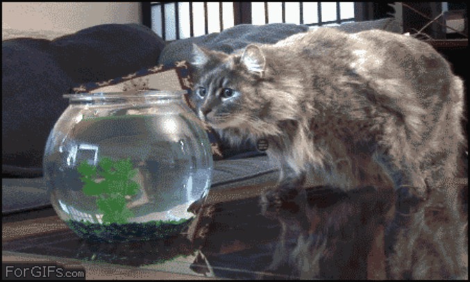 Poisson contre chat