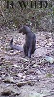 Jaguarundi