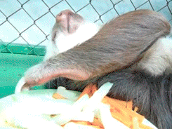 Un paresseux trop paresseux pour manger.
