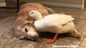 Un canard et un golden retriever <3