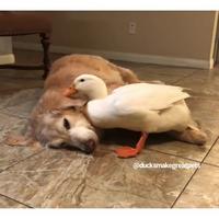 Un canard et un golden retriever <3