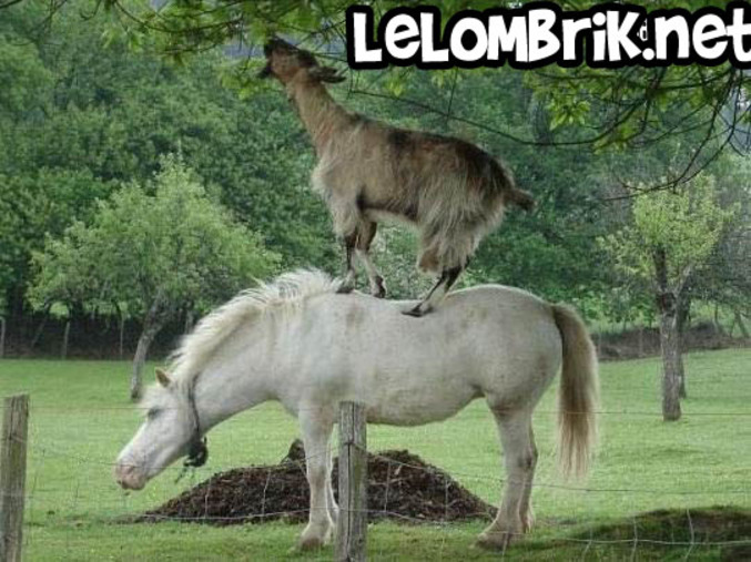 Une chèvre est montée sur le dos d'un cheval pour manger les feuilles d'un arbre.