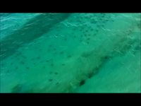 Combien de requins ?