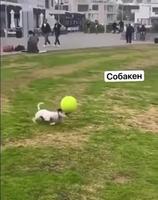 Une recrue pour le PSG 