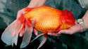 Poisson rouge géant