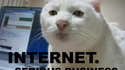 Serious cat