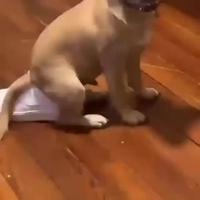 N’empêche pour sa taille ça ressemble à des chiottes. 