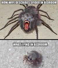 Les araignées