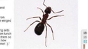 "Les fourmis volantes sont identiques ...