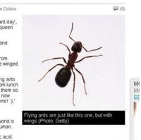 "Les fourmis volantes sont identiques ...