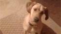 Donnez un oscar à ce chien