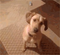 Donnez un oscar à ce chien