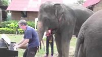 Éléphant et pianiste
