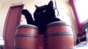 Le tam-tam du chat