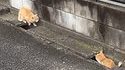 Jouer à cachat-cachat !