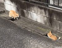 Jouer à cachat-cachat !