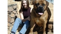Chien imposant