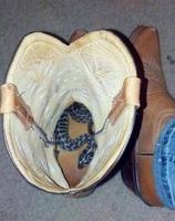 Gaffe quand tu enfiles tes bottes le matin en Australie... ou ailleurs...