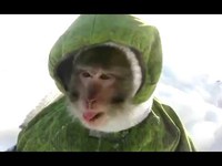 Vidéos drôles et insolites sur les singes