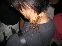 Une (autre) bébête qui monte, qui monte...