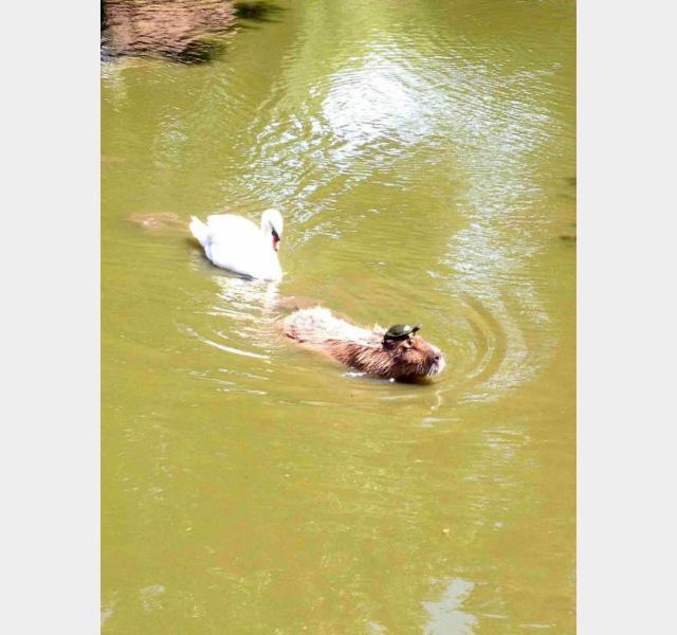 Une tortue sur la tête d'un castor poursuivie par un cygne ?