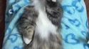 Brossage de chat