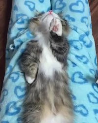 Brossage de chat