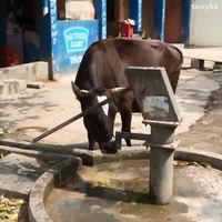 Compilation animalière