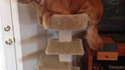 Un chien sur un arbre à chat