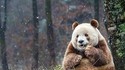 Le seul panda brun au monde