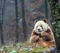 Le seul panda brun au monde