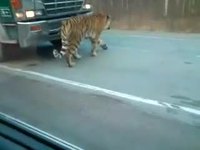 Tigre de Sibérie