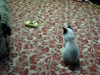 Chaton concentré