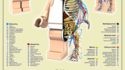 Anatomie d'un Lego