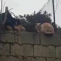 Là il n'y a pas les un mètre dans la file d’attente