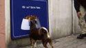 Dog Fail
