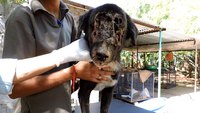 Un chien bouffé par des vers sauvé