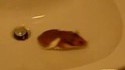 Hamster dans le lavabo