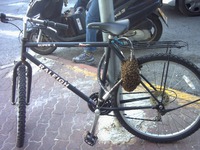 Kan Magnu se lance dans l'apiculture 2
