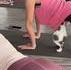 un chatgourou fan de yoga
