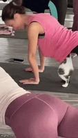 un chatgourou fan de yoga