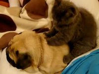 Massage relaxant