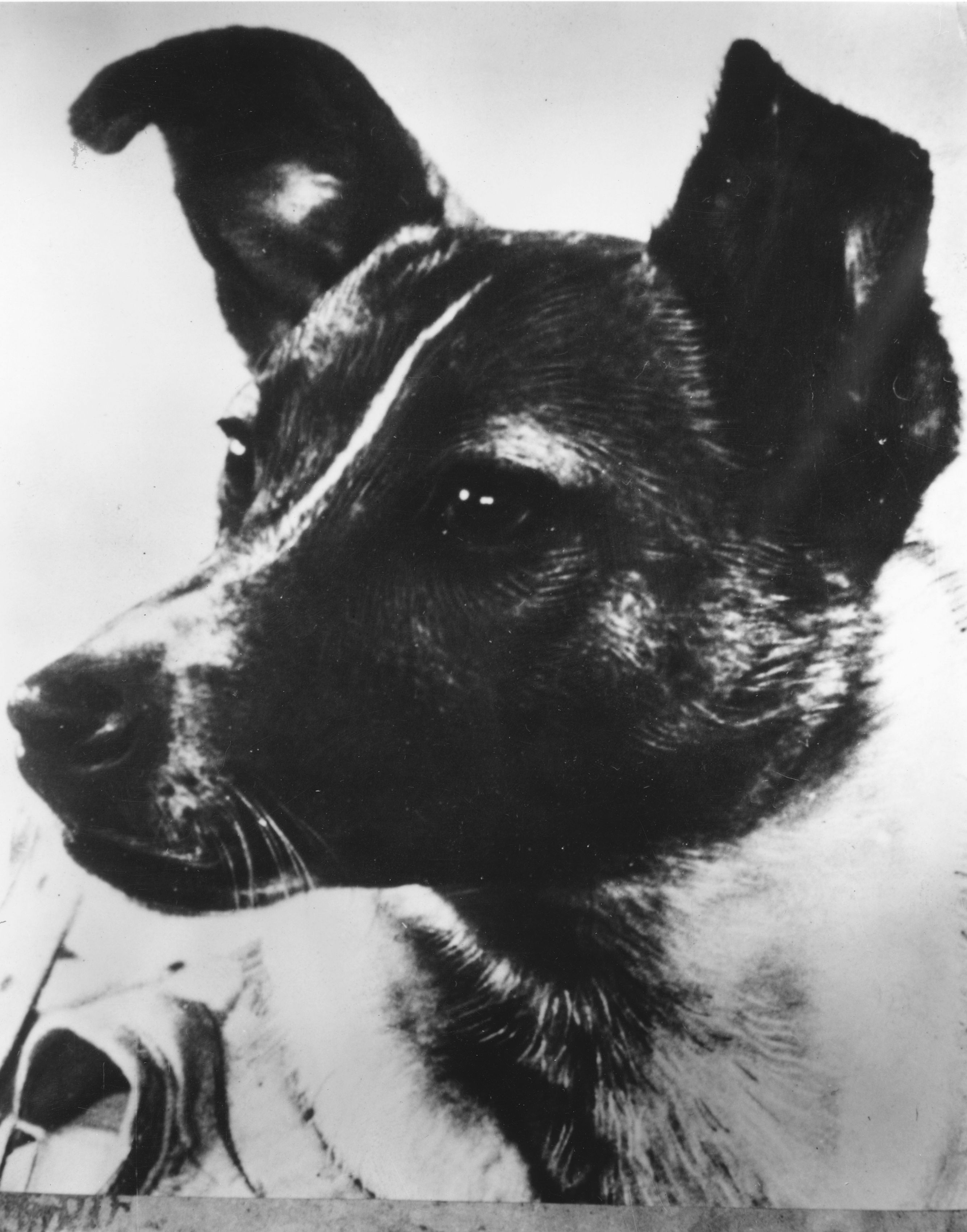 Первым в космосе была собака. Лайка 1957. Собака лайка 1957. Собака лайка в космосе 1957. Собака космонавт лайка 1957 год.