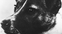 Laïka - 1957