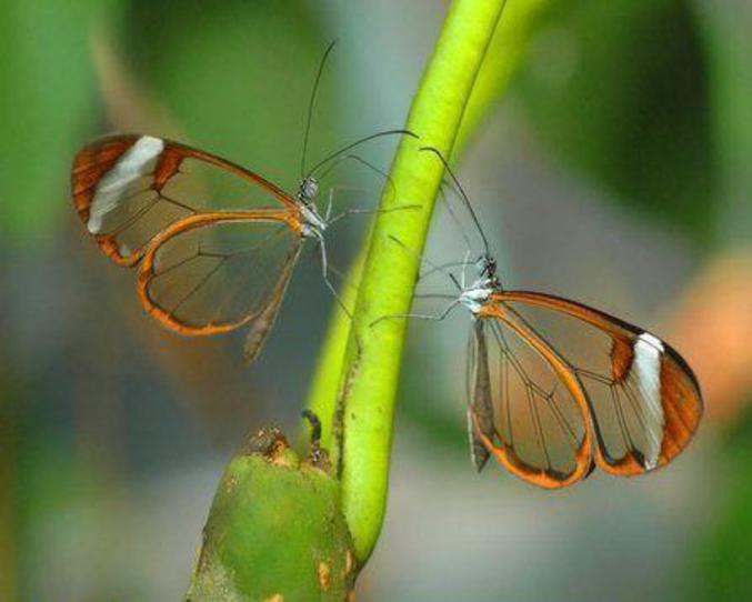 Une belle photo de papillons aux ailes transparentes