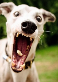Gnap !