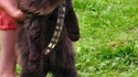 Chatbacca