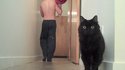 Un chat croise un ballon de baudruche