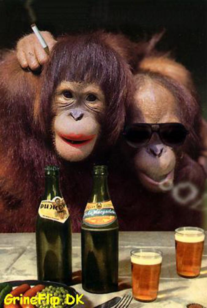 Deux singes se buvant une bière.